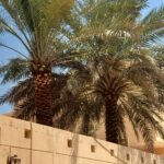تنسيق حدائق الرياض